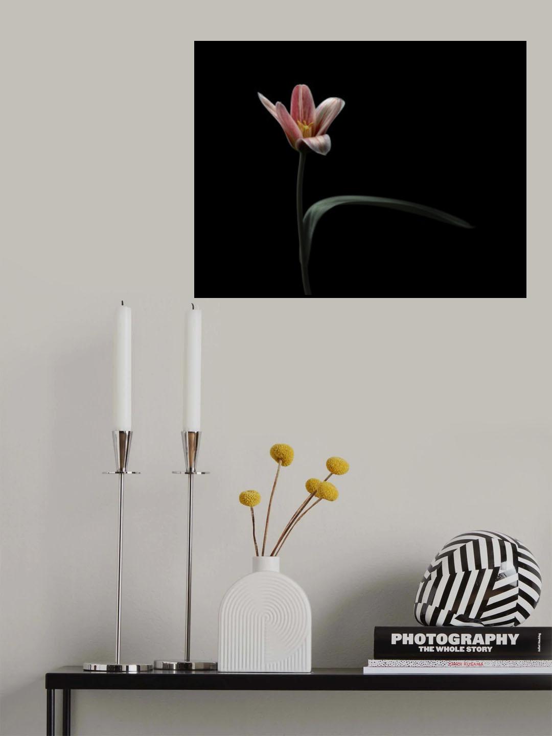 Tulip Poster och Canvastavla