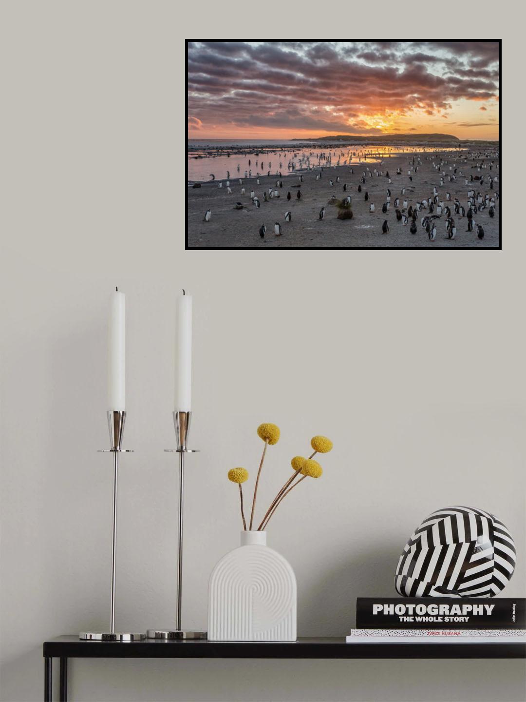 Sunrise at Sea Lion Poster och Canvastavla
