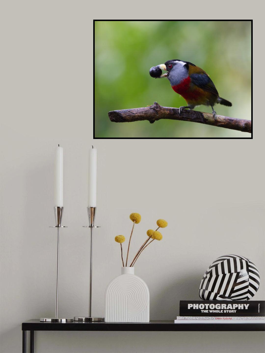 The Toucan Barbet, Semnornis ramphastinus Poster och Canvastavla