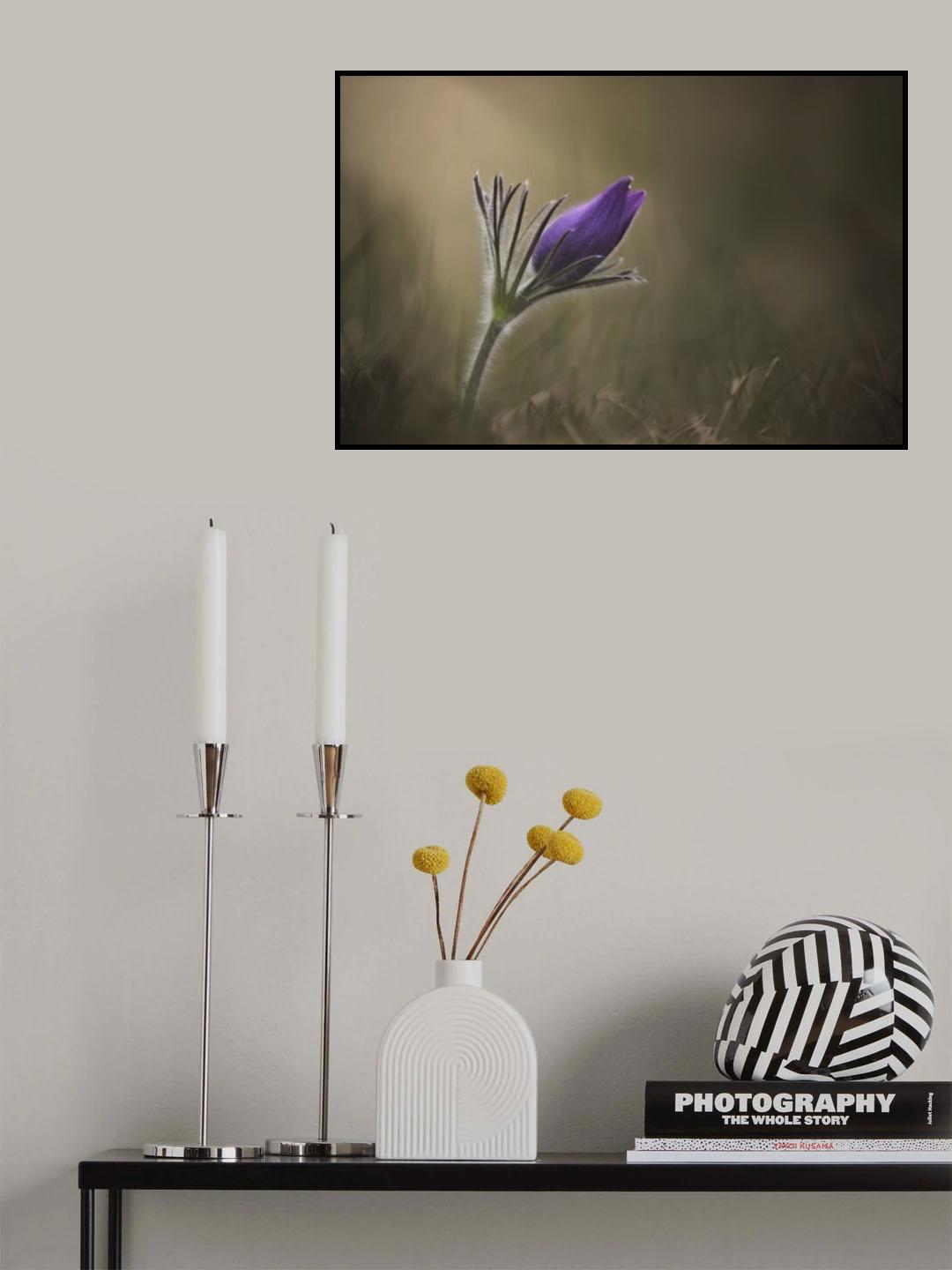 To look for a light Poster och Canvastavla