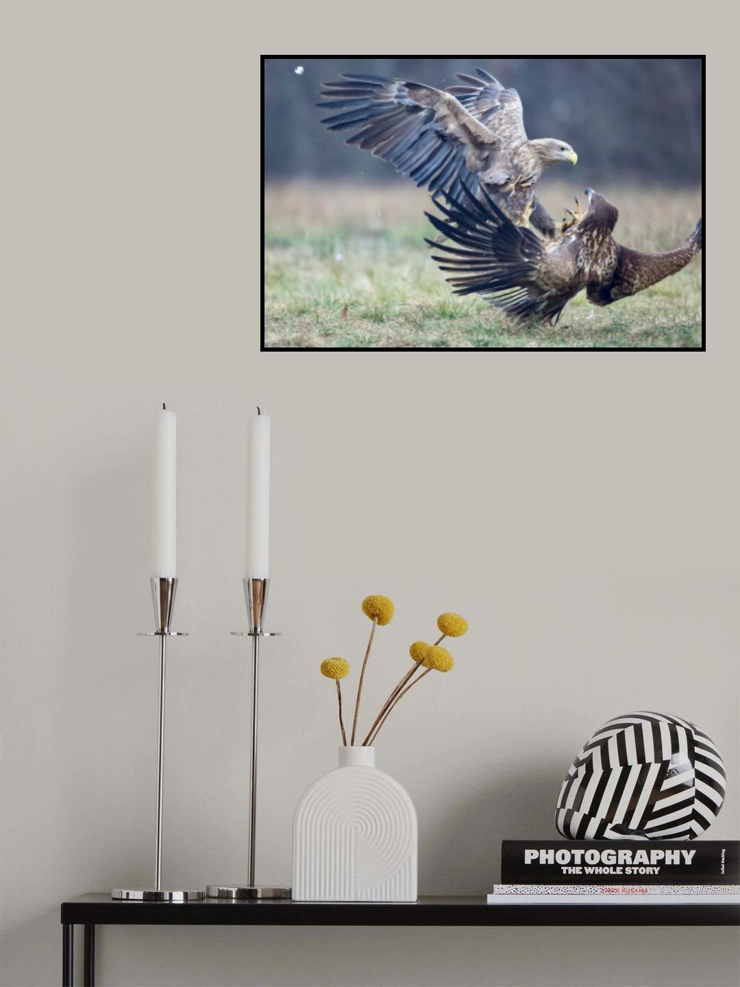 Eagle fights Poster och Canvastavla