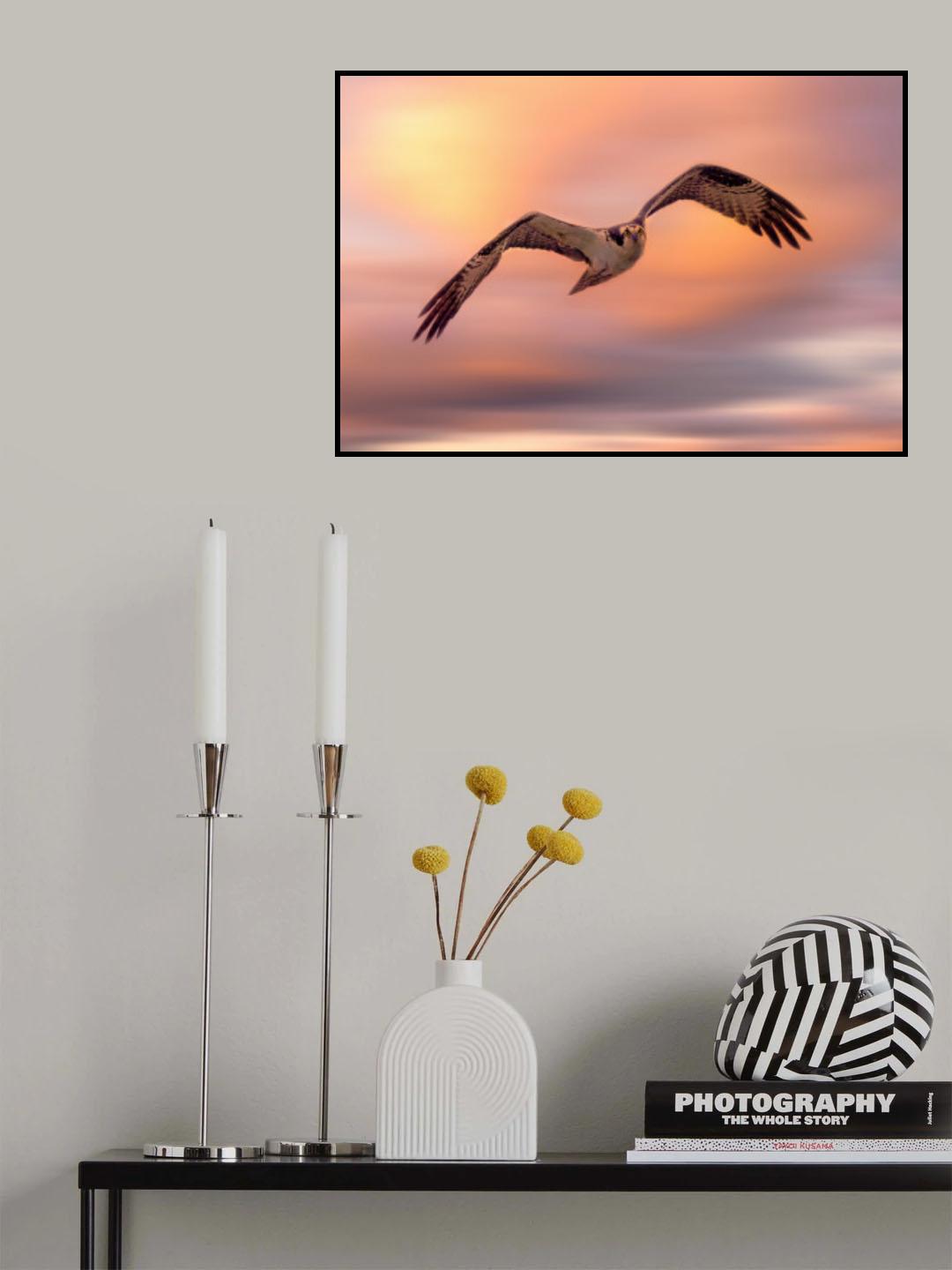 Flying Osprey Poster och Canvastavla