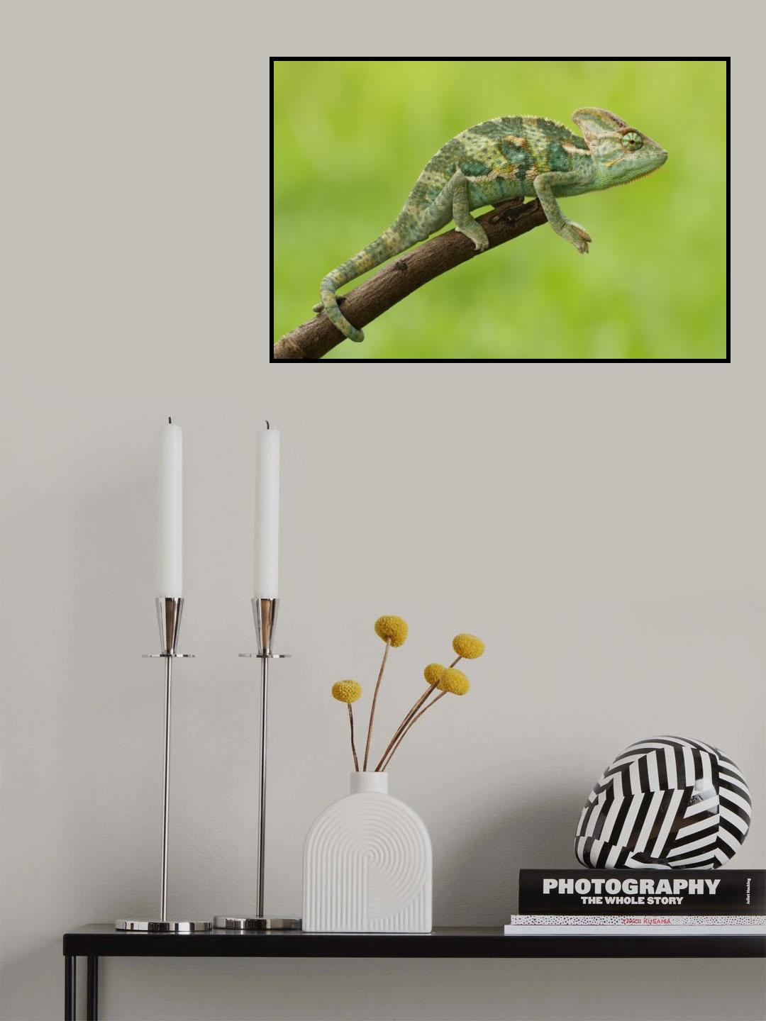 Chomel Poster och Canvastavla