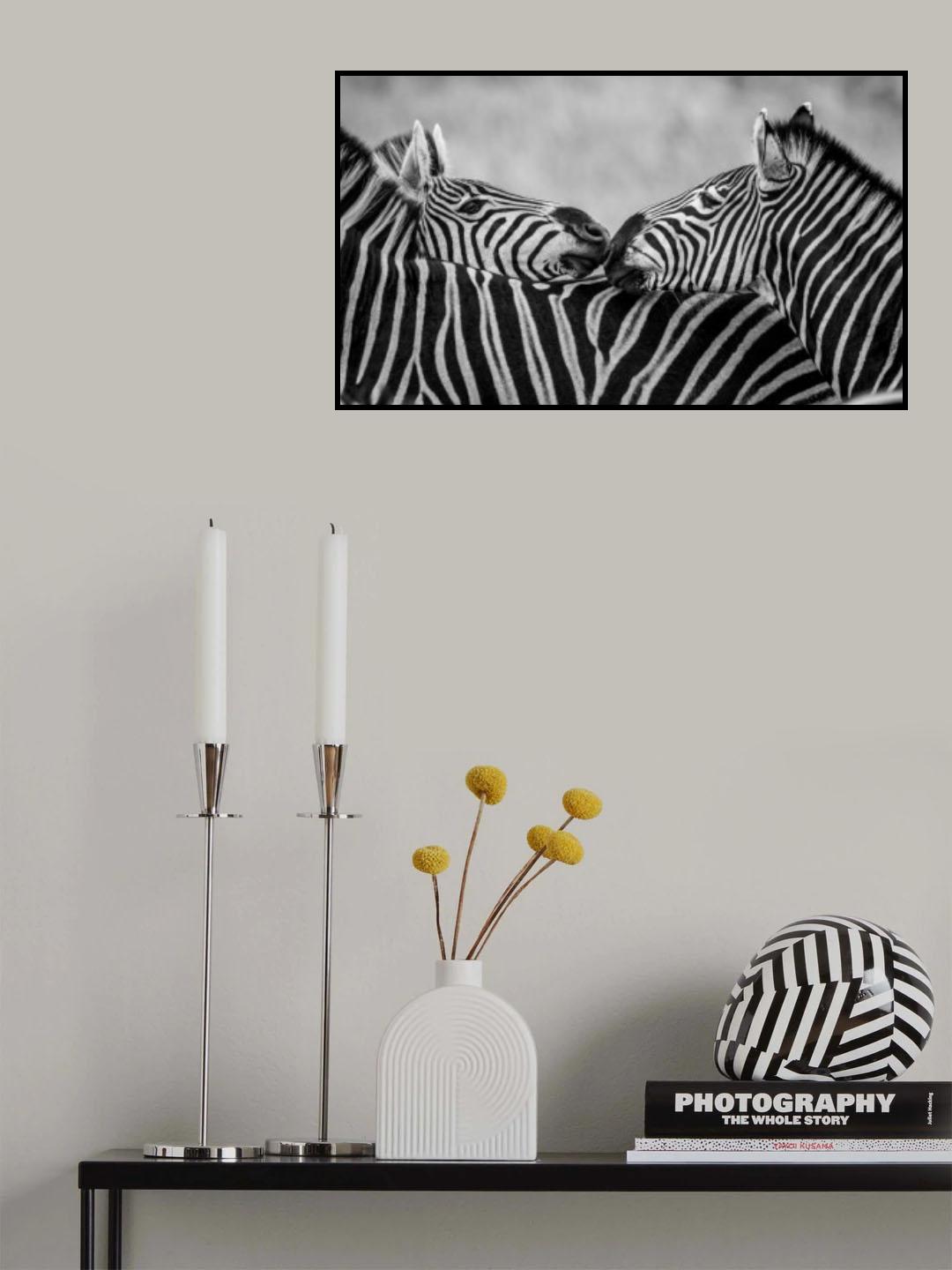 Black and White Zebras Poster och Canvastavla