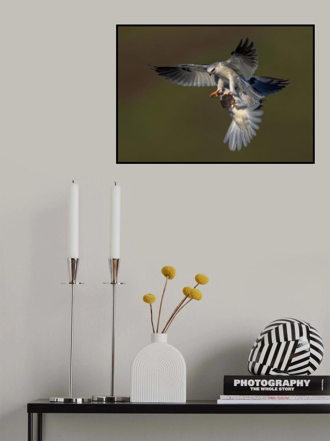 White Tail Kite Poster och Canvastavla