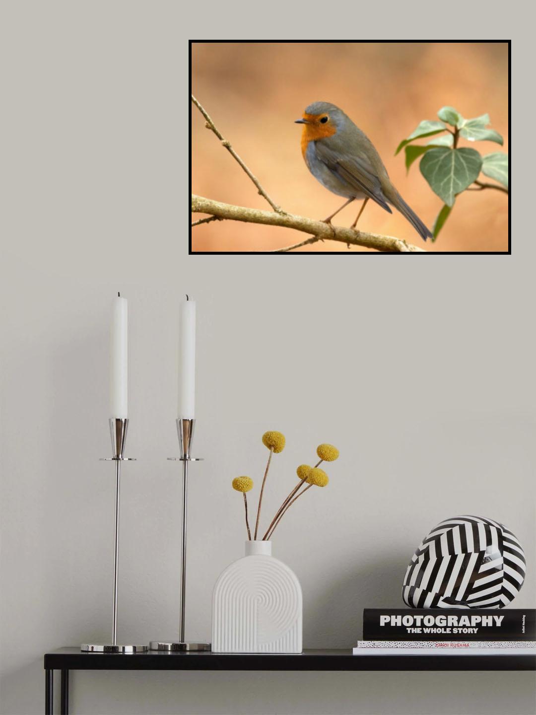 Pettirosso Poster och Canvastavla