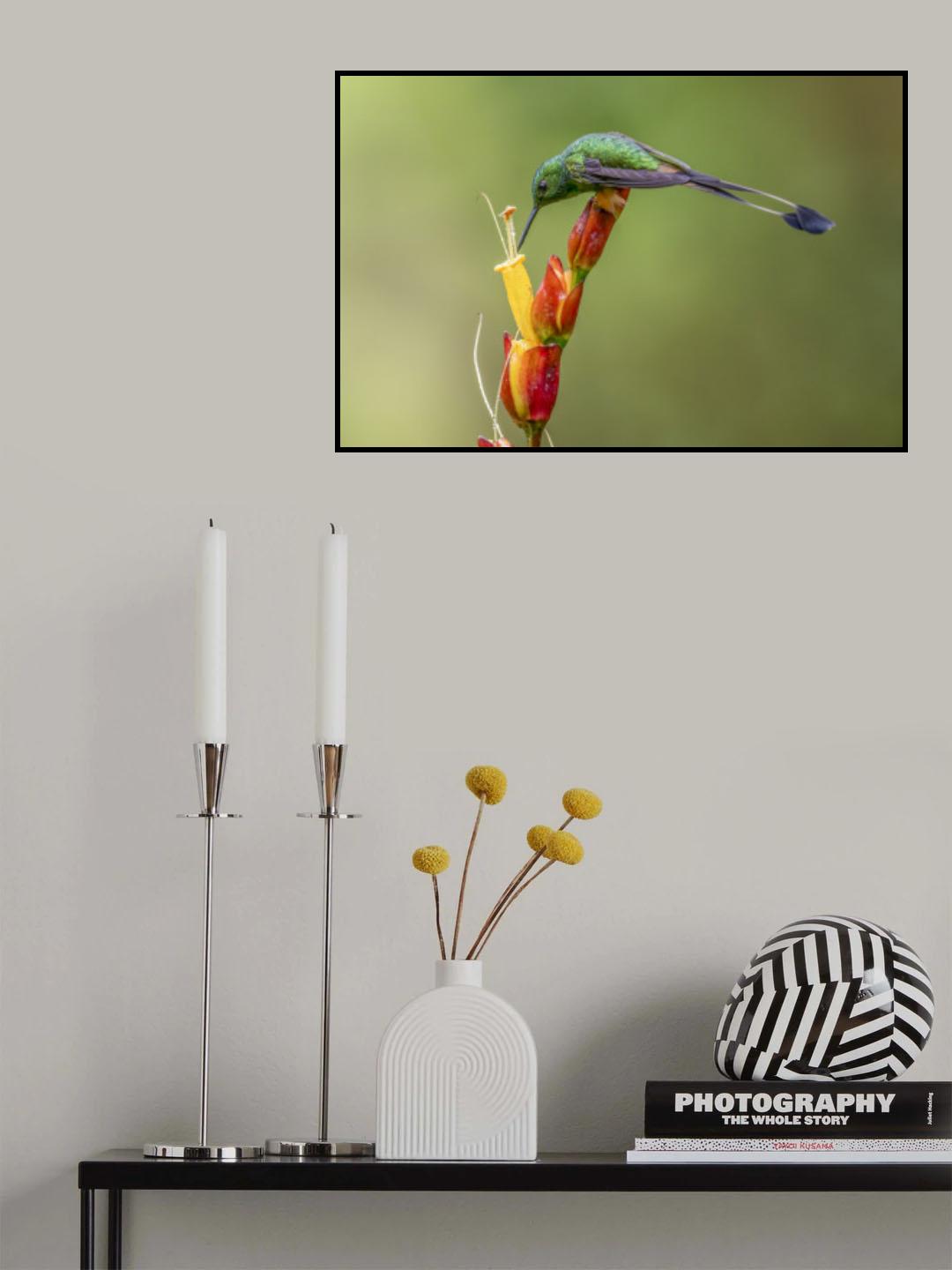 Booted Raquet_Tail Hummingbird Poster och Canvastavla