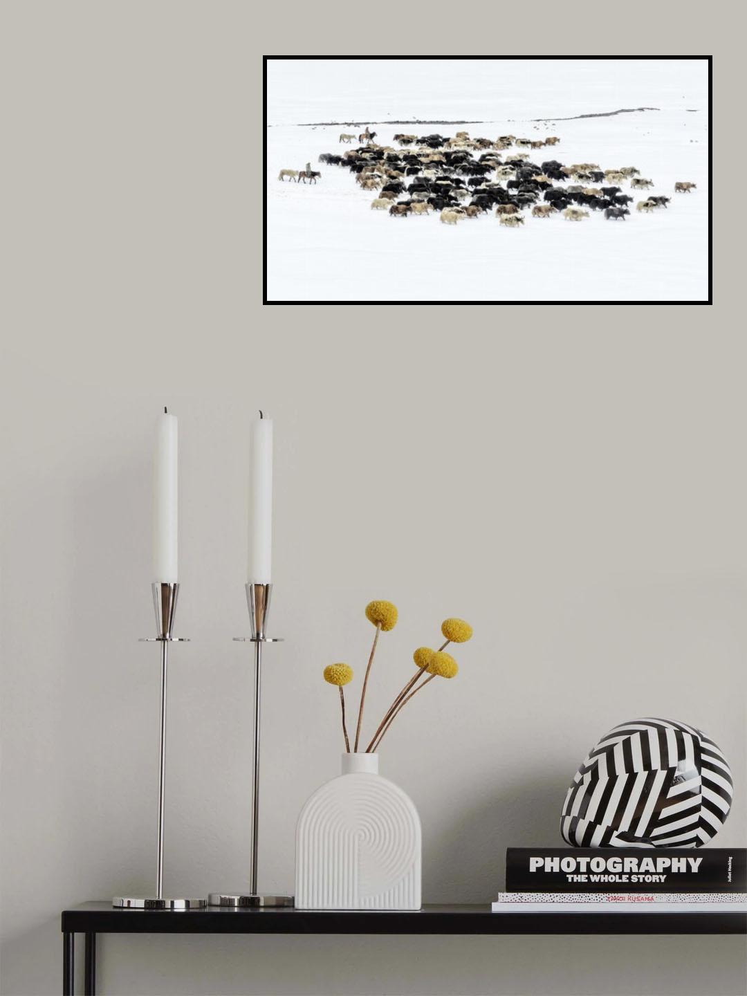 Yaks in snow Poster och Canvastavla