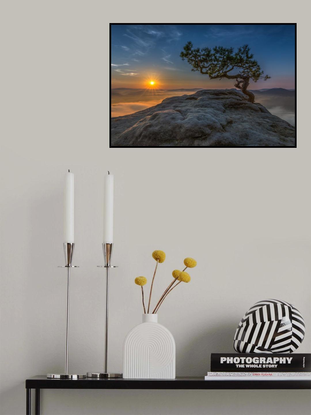 Old pine Poster och Canvastavla