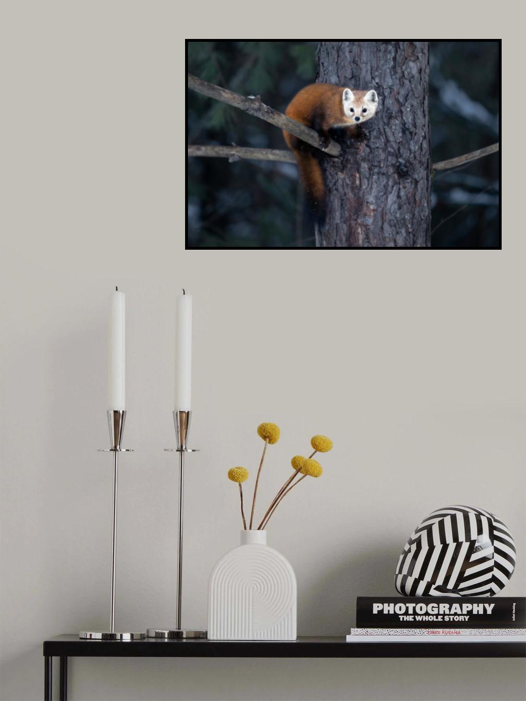 Pine Marten Poster och Canvastavla