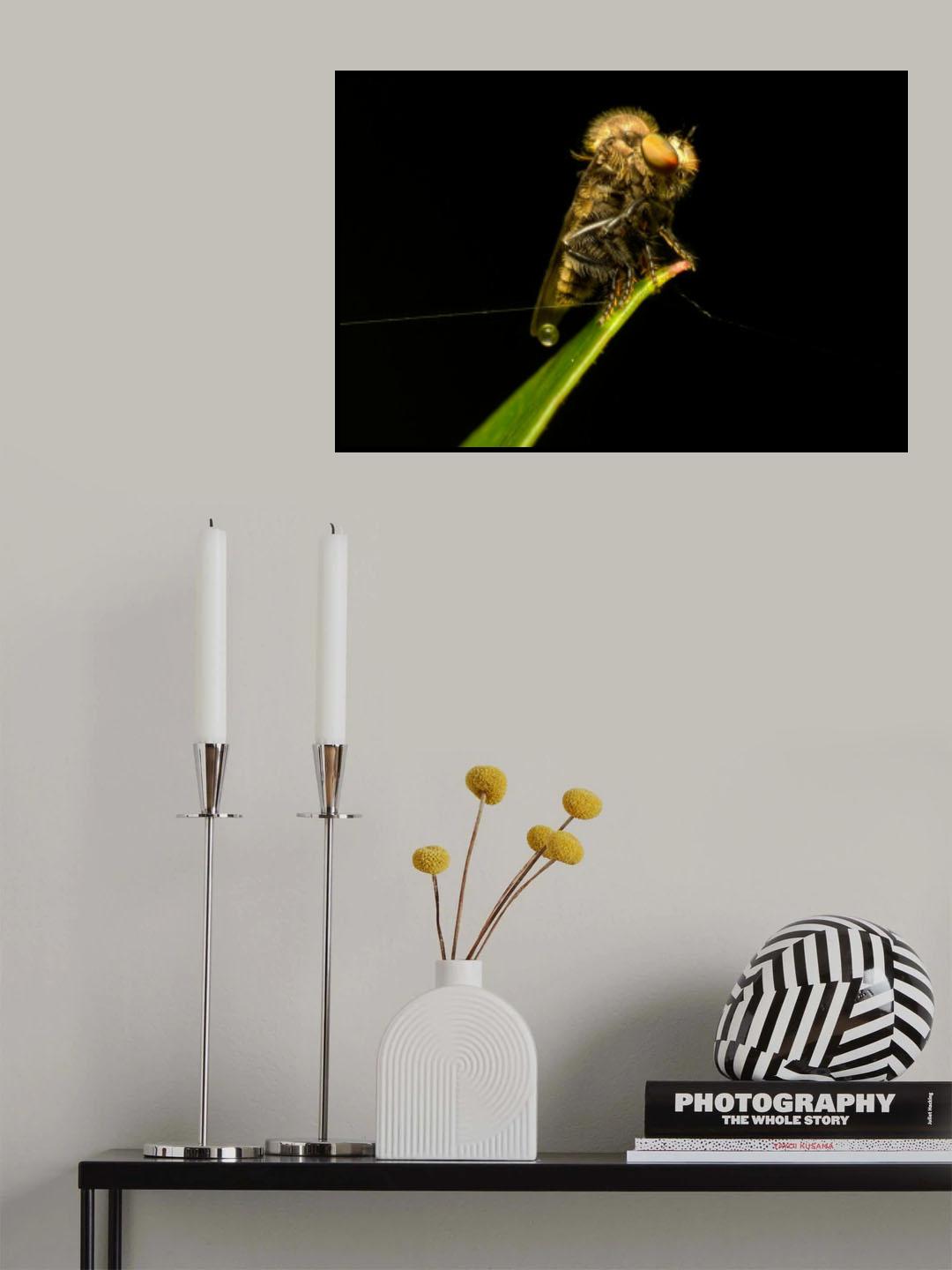 Asilidae03 Poster och Canvastavla