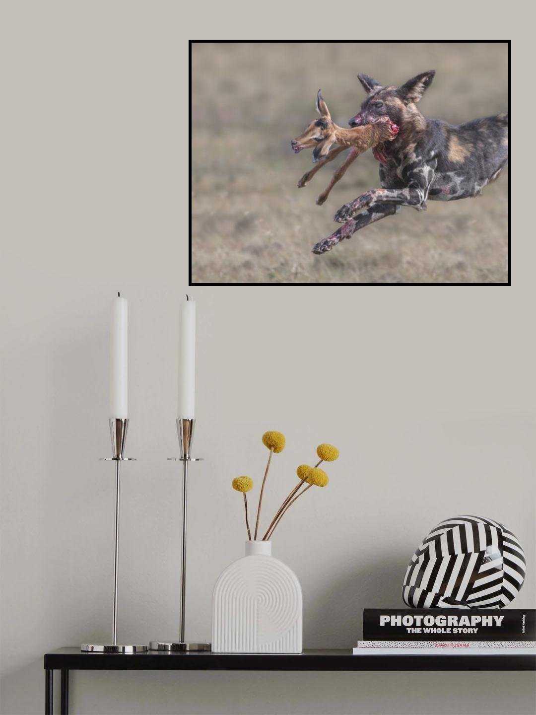 Wild dog tear apart a baby impala Poster och Canvastavla