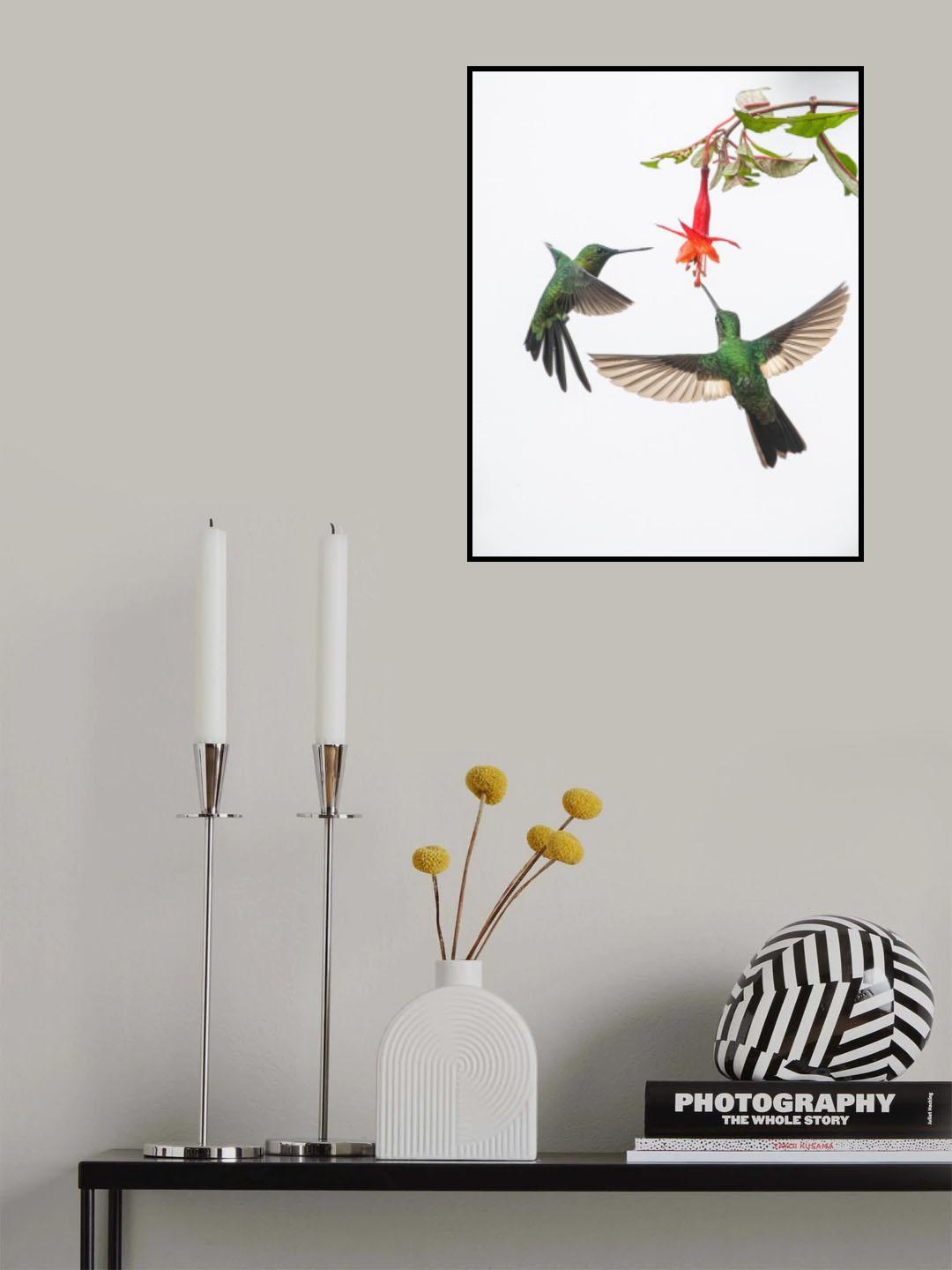 Two hummingbirds at a flower Poster och Canvastavla