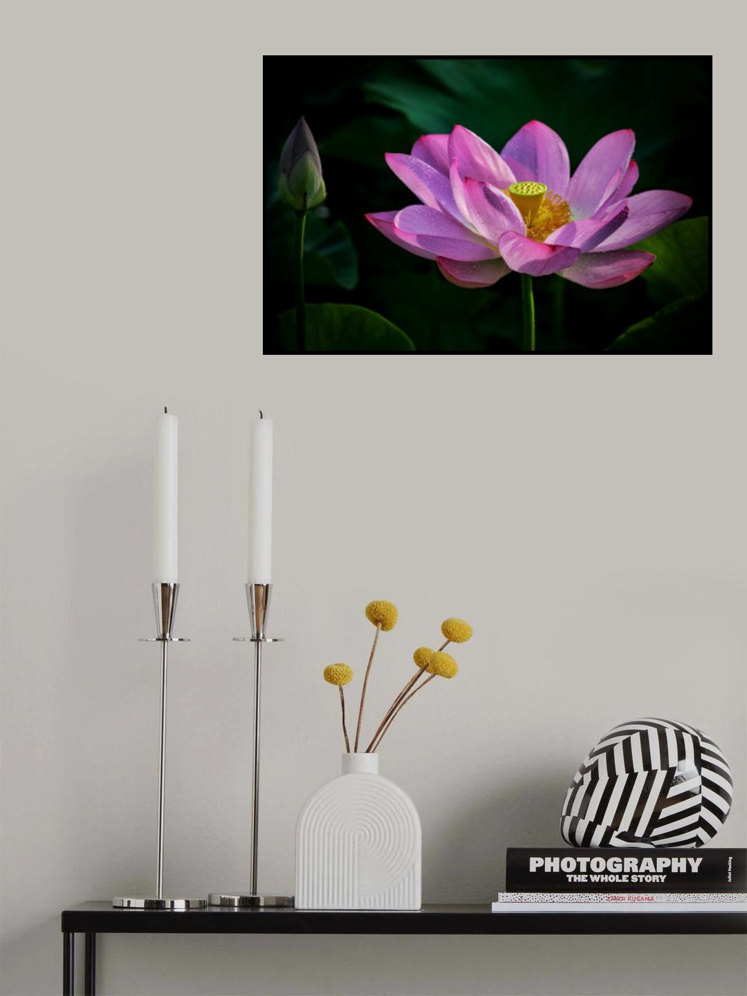 Lotus 3 Poster och Canvastavla