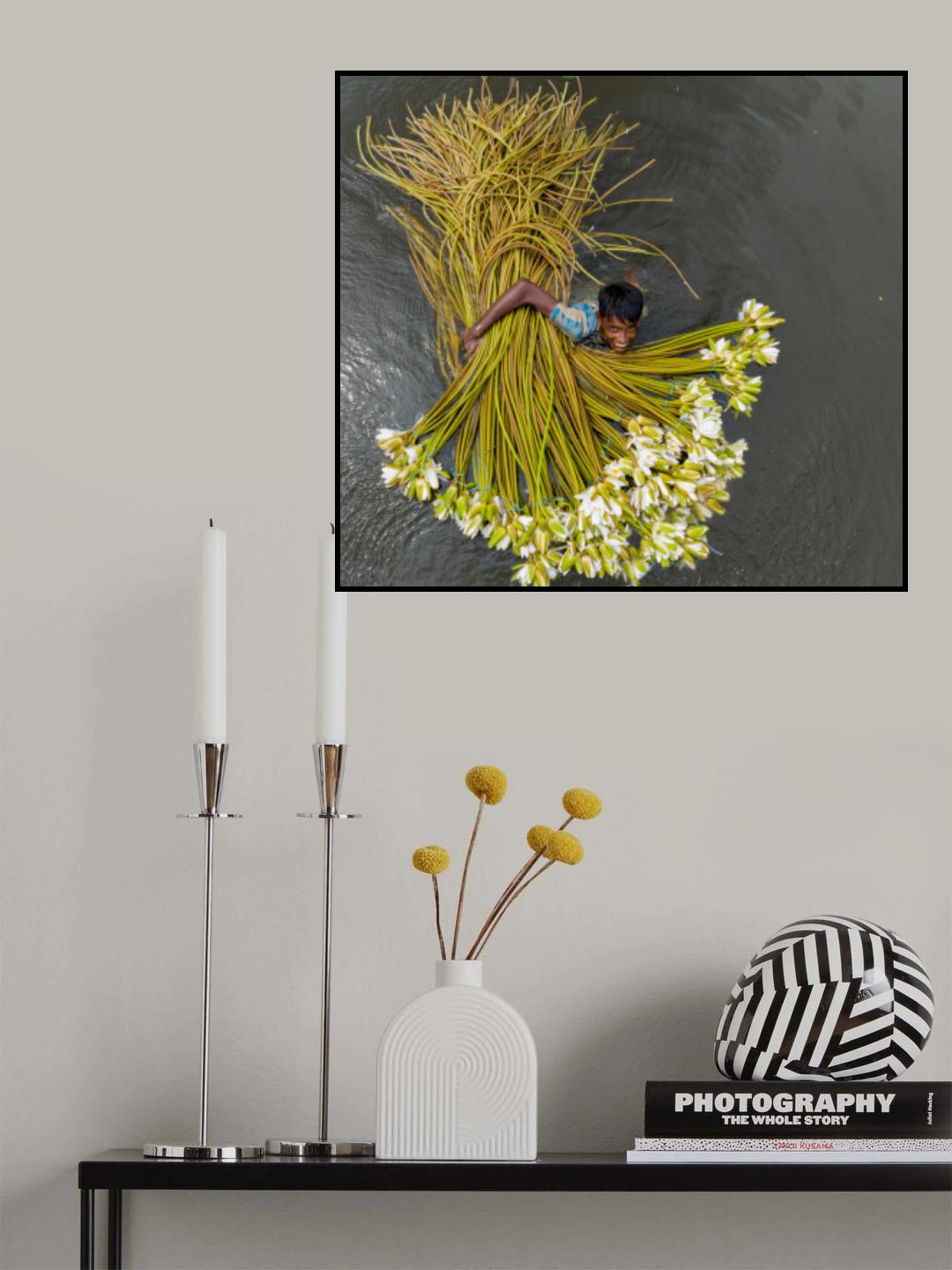 Water Lily collection Poster och Canvastavla