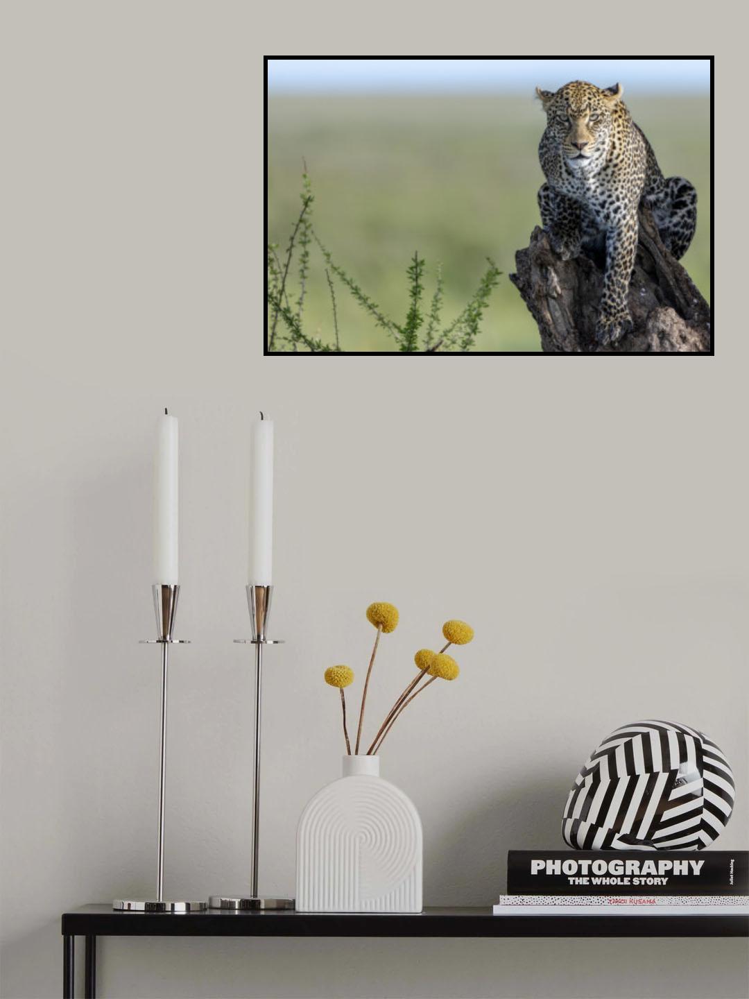 The Ghost of Serengeti Poster och Canvastavla