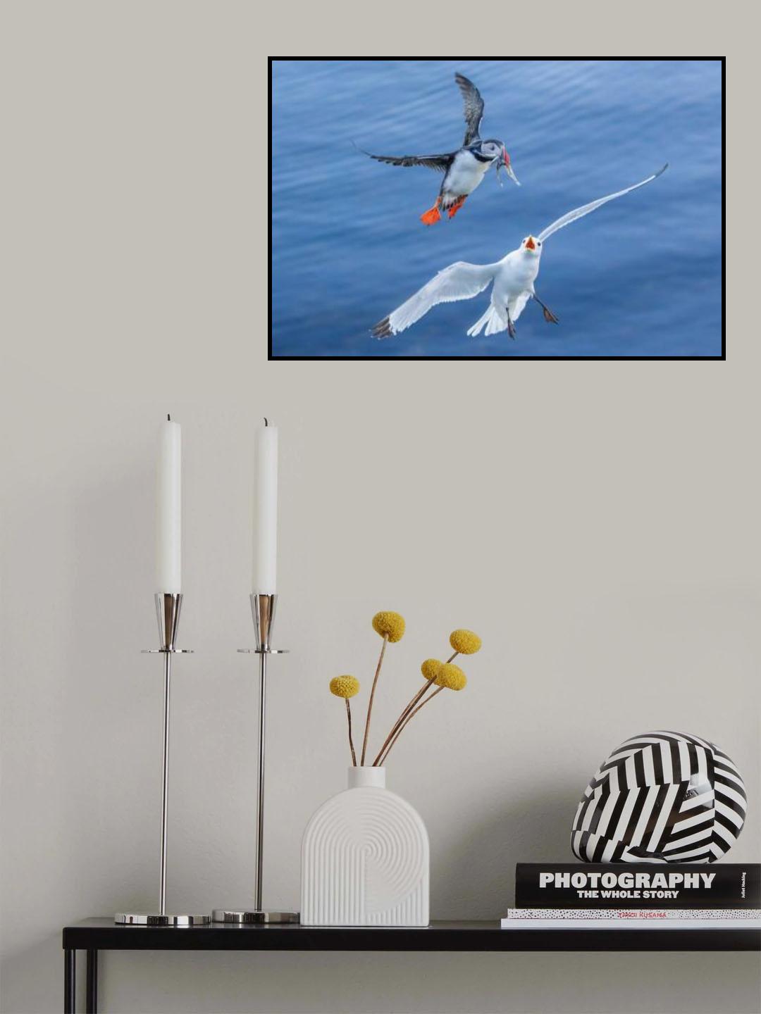 Seagull vs Puffin Poster och Canvastavla