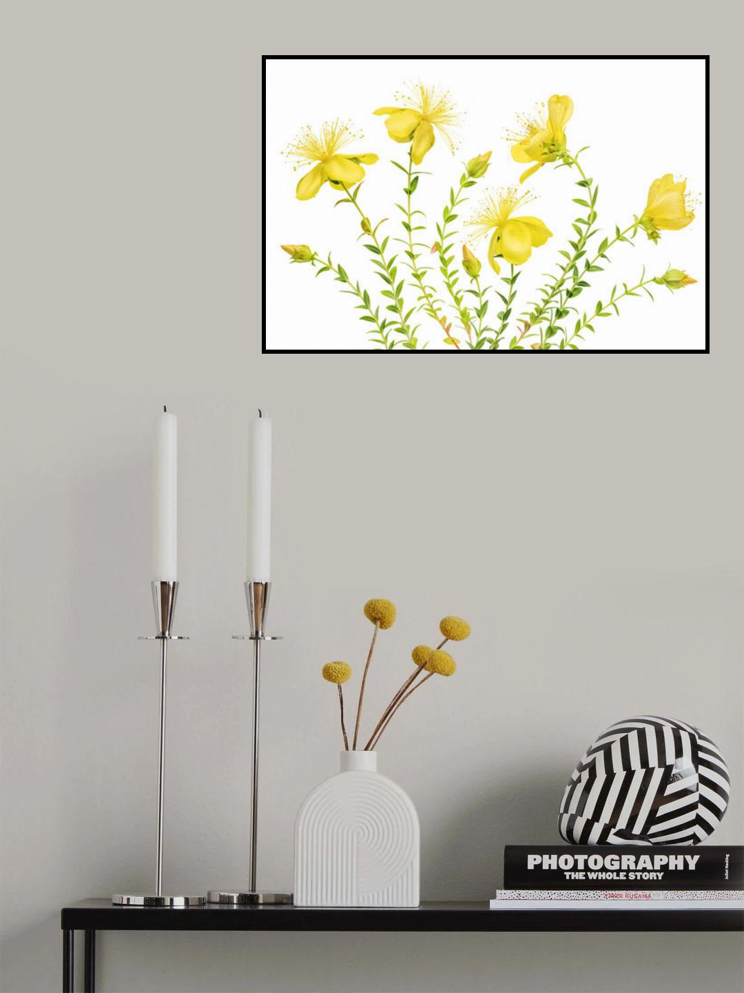 Hypericum Poster och Canvastavla