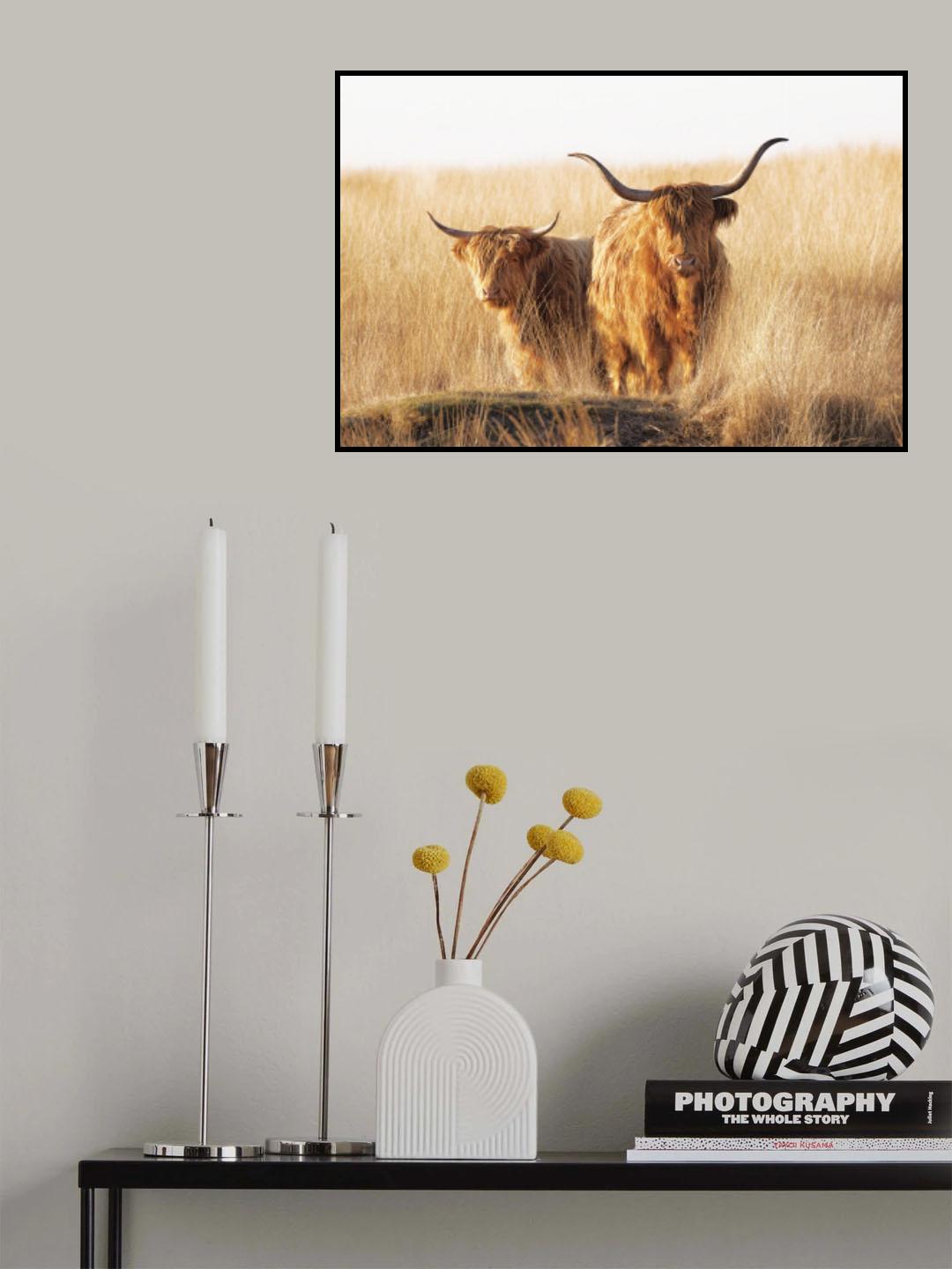 Young and old Highlander Poster och Canvastavla
