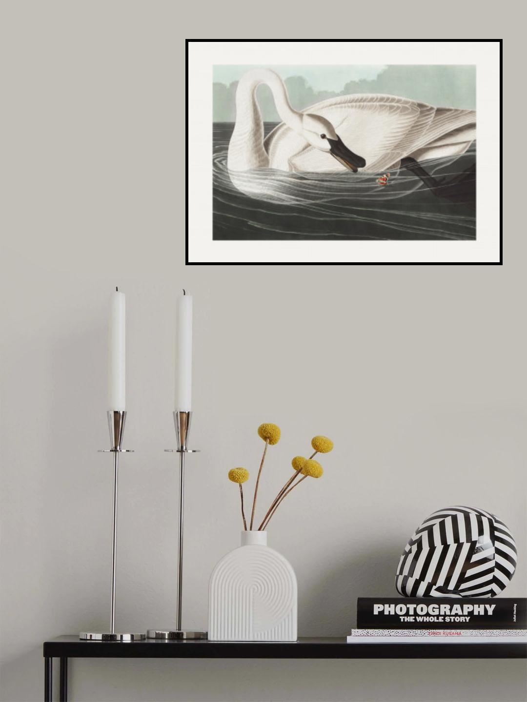 Trumpeter Swan From Birds of America (1827) Poster och Canvastavla