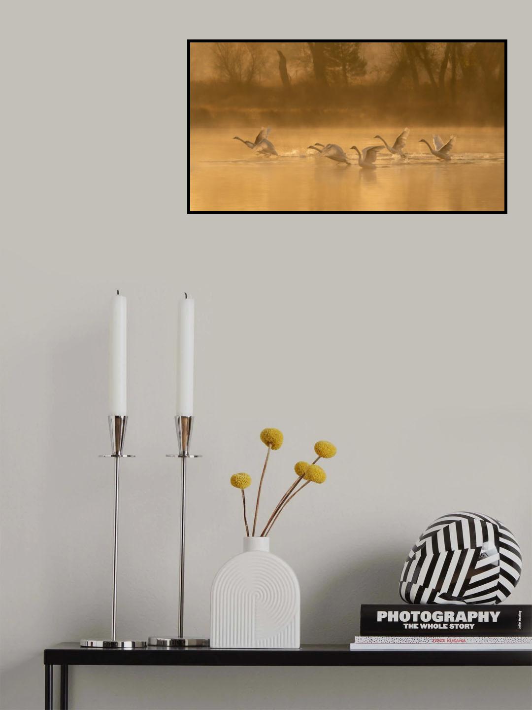 Swan Lake Poster och Canvastavla