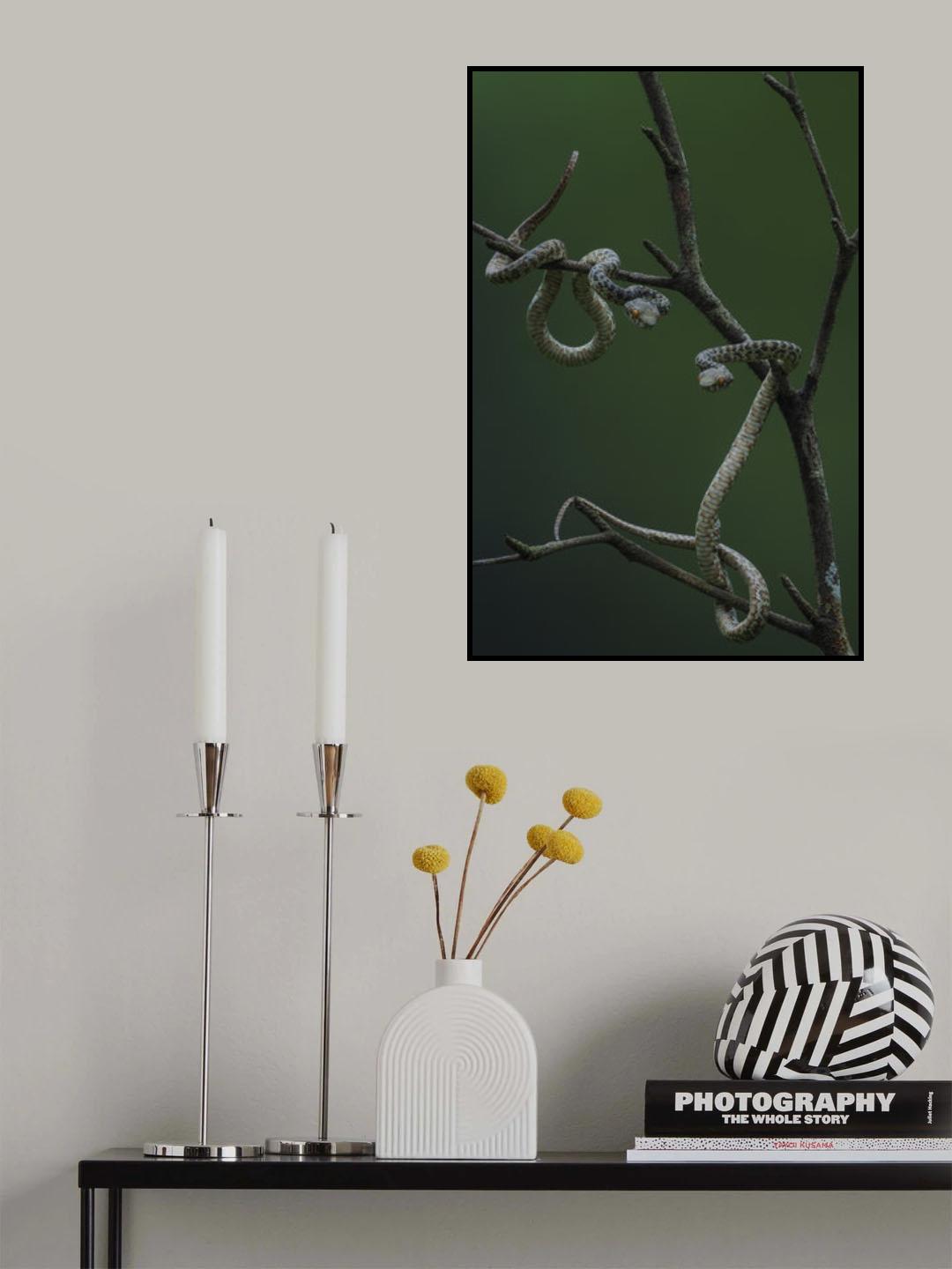 Hon Son Pit Viper Poster och Canvastavla