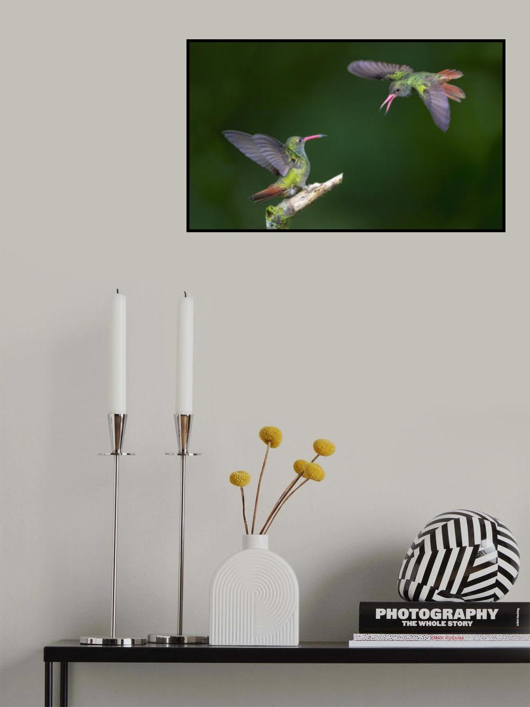 Hummingbirds Poster och Canvastavla