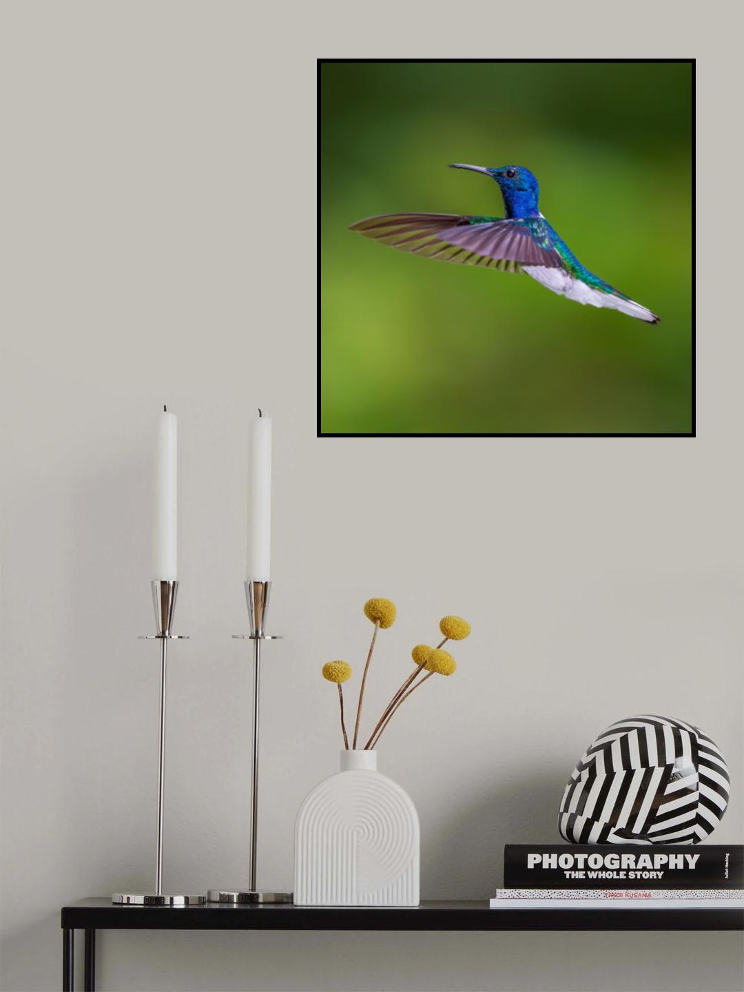 White necked jacobin Poster och Canvastavla