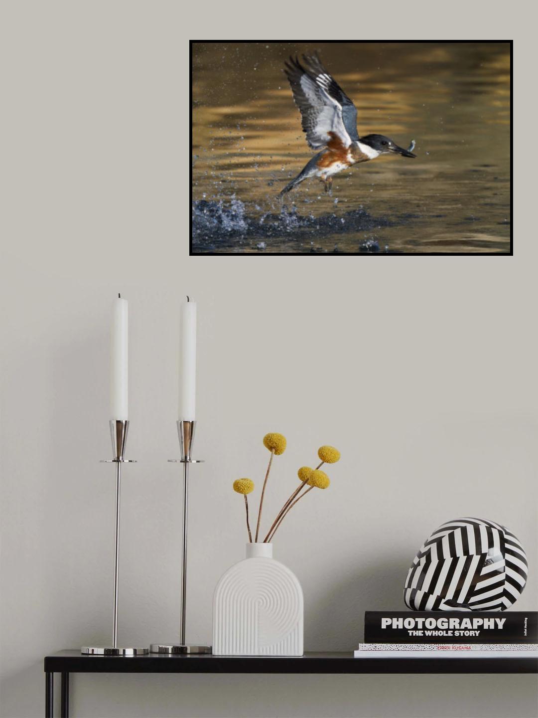 Belted Kingfisher Poster och Canvastavla