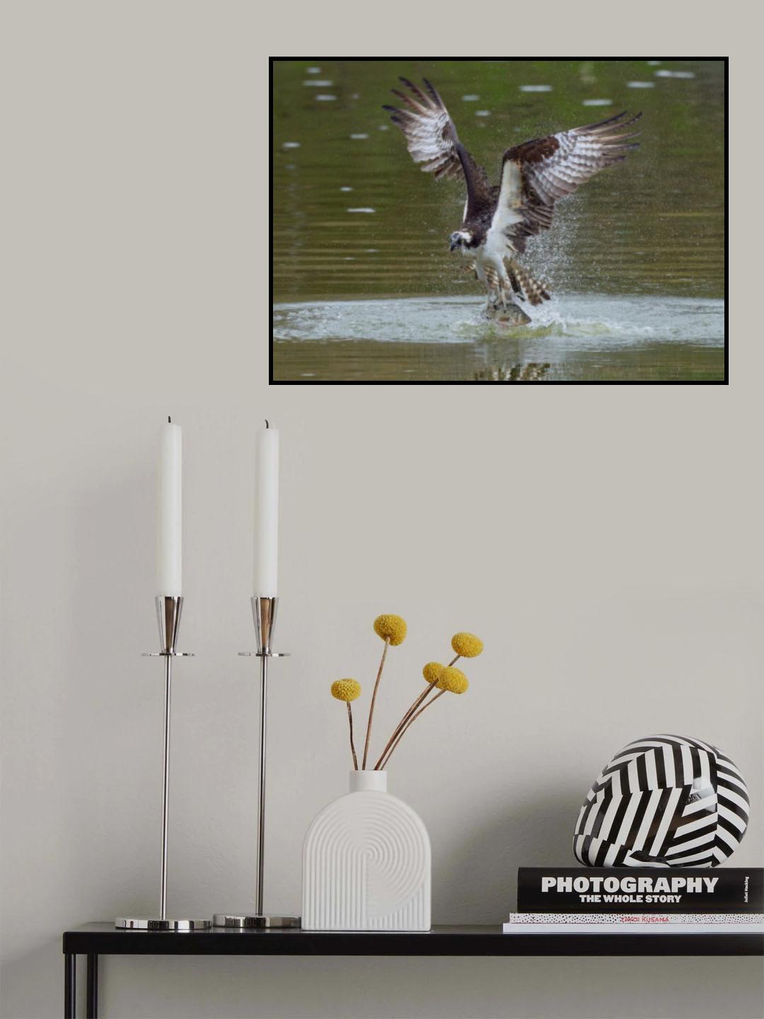 Ospreys catch fish Poster och Canvastavla