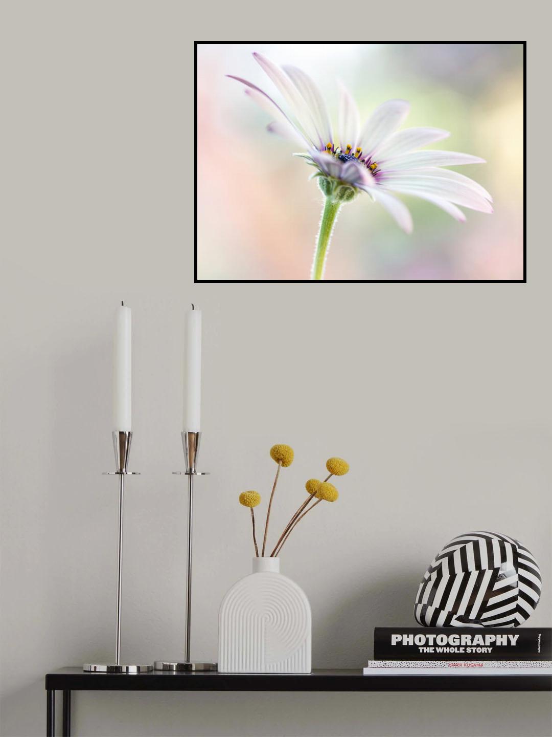 Cape Daisy Poster och Canvastavla