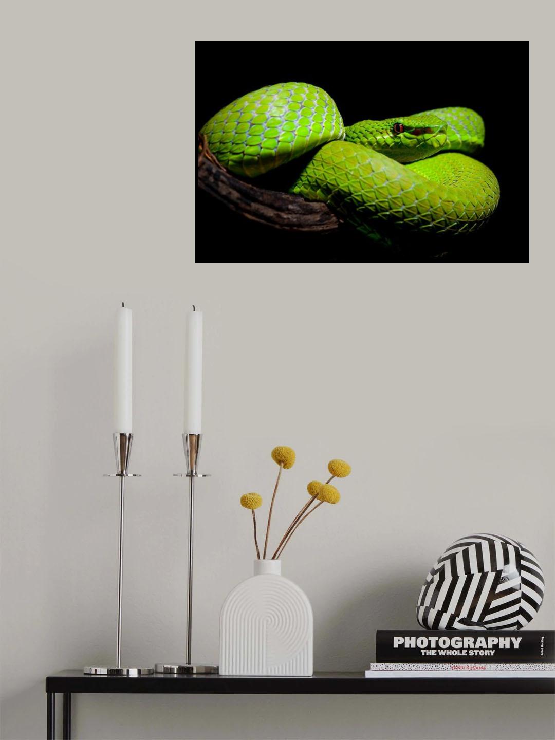 Trimeresurus popeiorum - Pope's Pit Viper Poster och Canvastavla