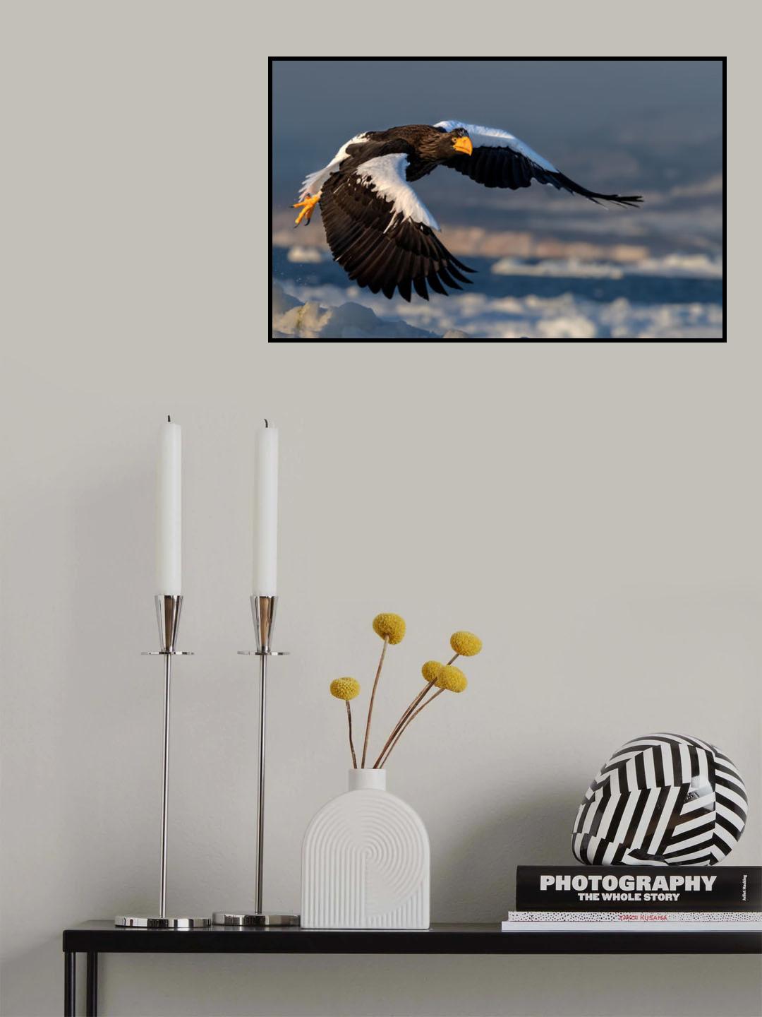 Sea Eagle flying Poster och Canvastavla