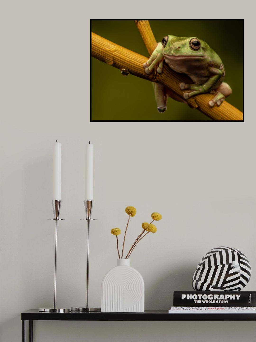 White tree frog Poster och Canvastavla