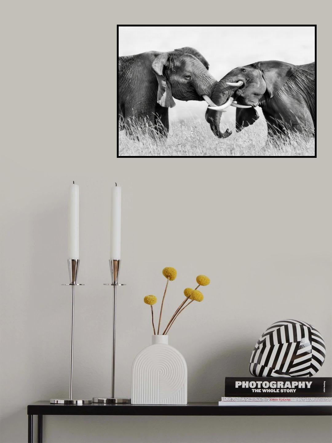 Elephant Fighting Poster och Canvastavla