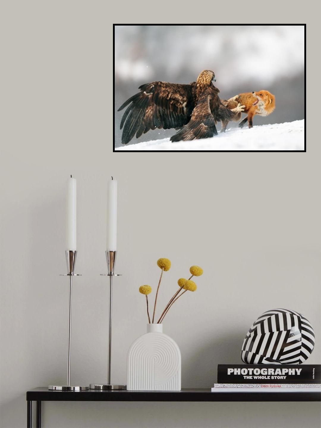 Golden eagle and Red fox Poster och Canvastavla