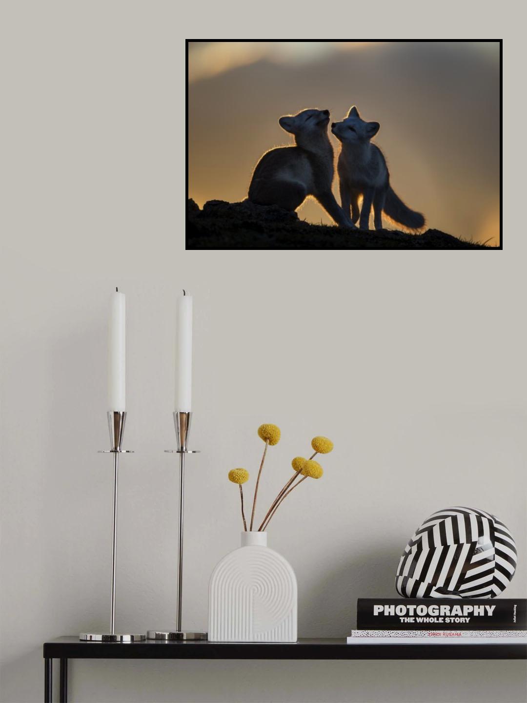 Arctic Fox Poster och Canvastavla