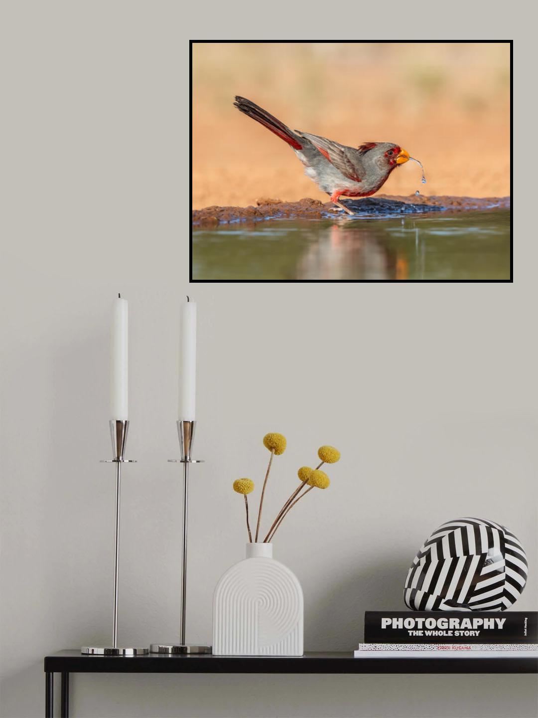 A Thirsty Pyrrhuloxia Poster och Canvastavla