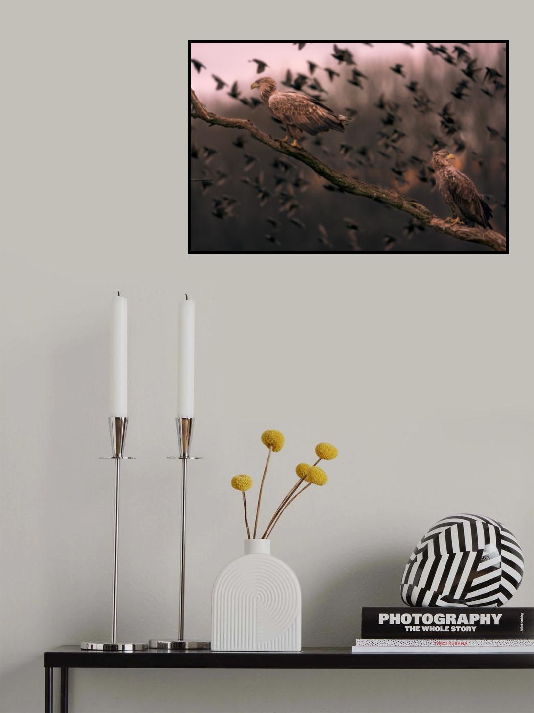 White tailed eagles Poster och Canvastavla