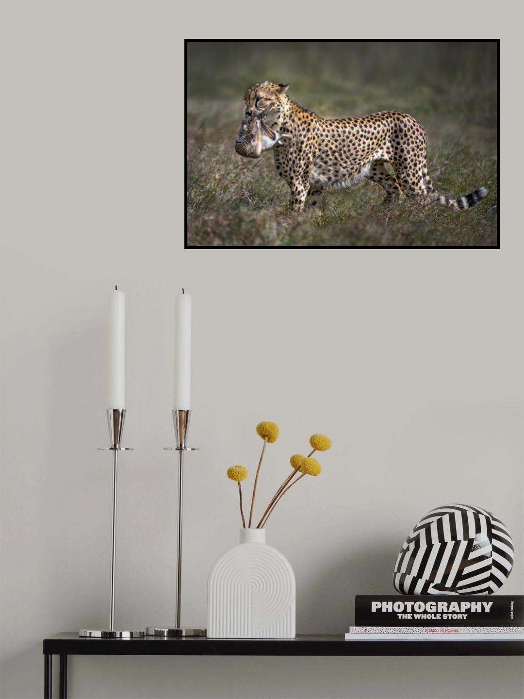 Cheetah with prey Poster och Canvastavla