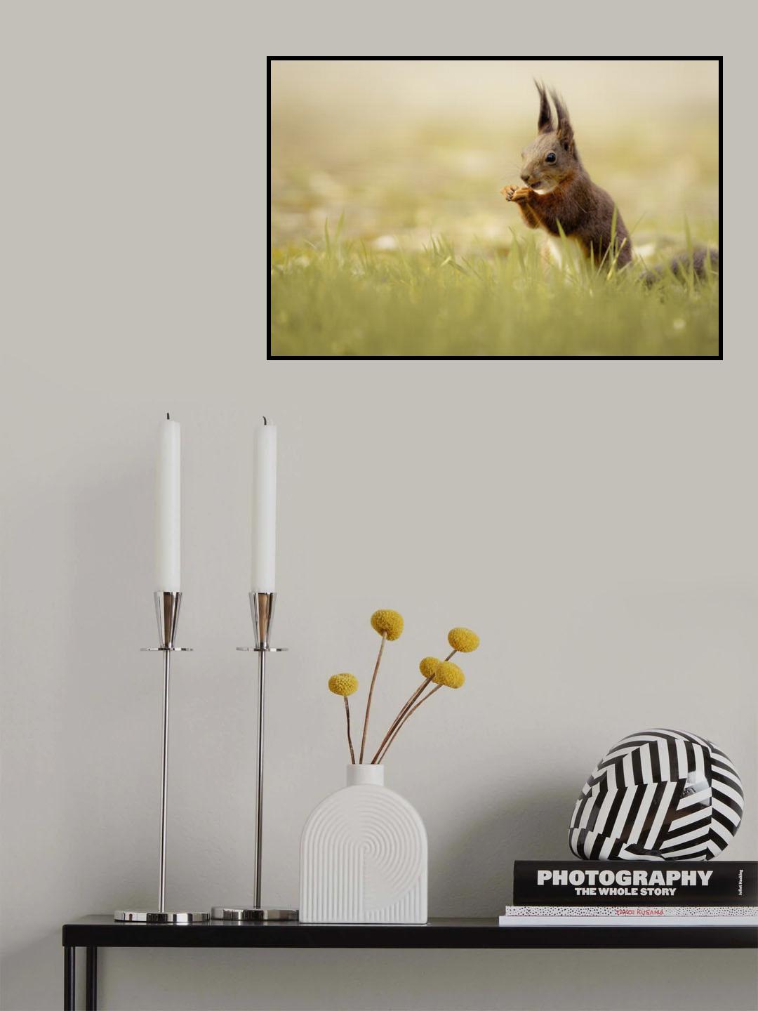 Hungry squirrel Poster och Canvastavla