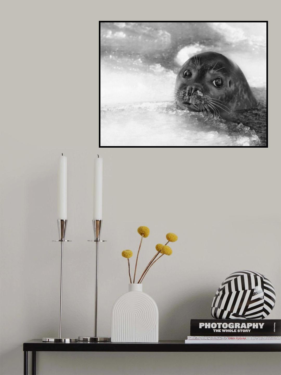young seal Poster och Canvastavla
