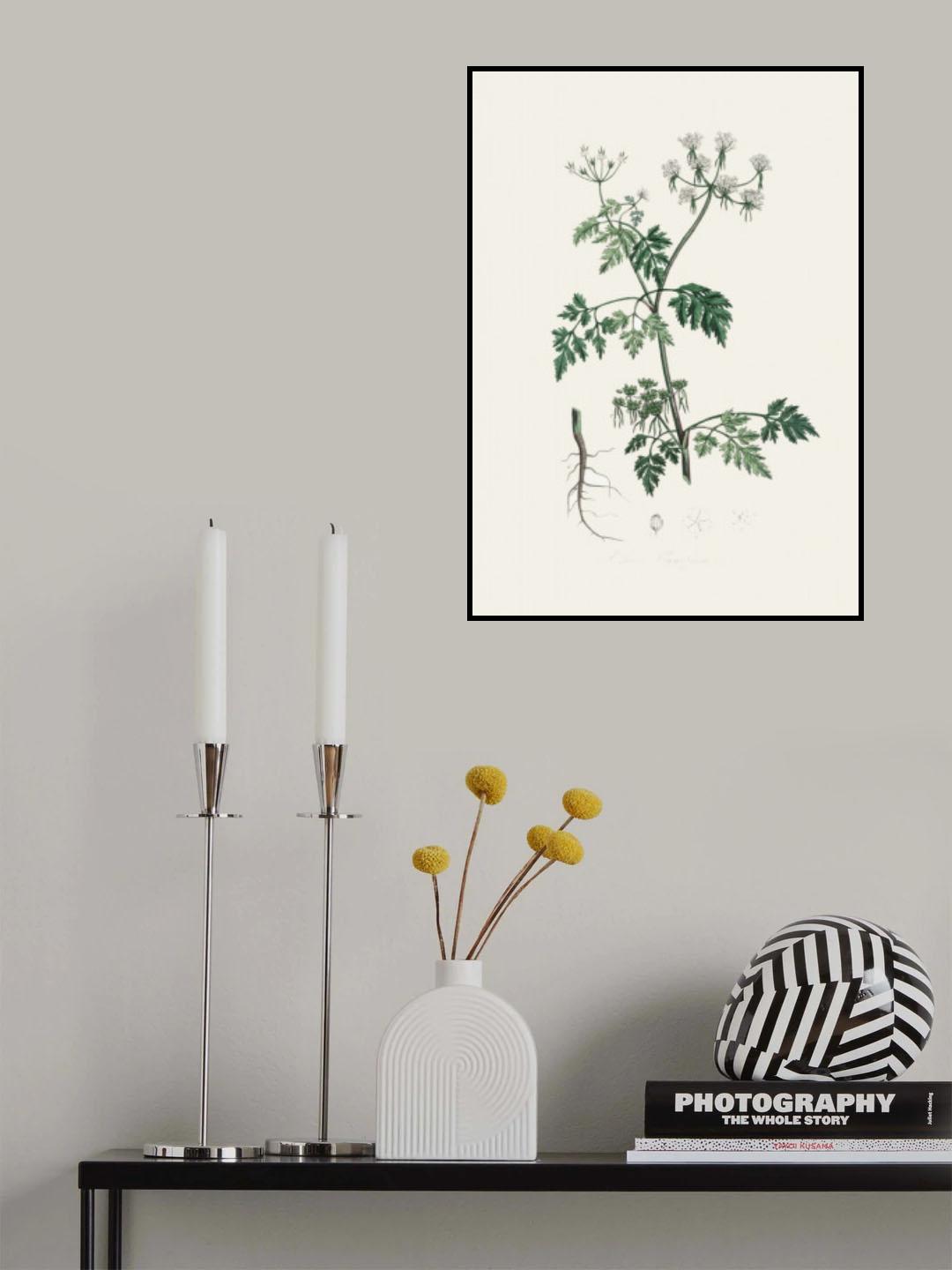 Poison Parsley (aethusa Cynapium) Medical Botany Poster och Canvastavla