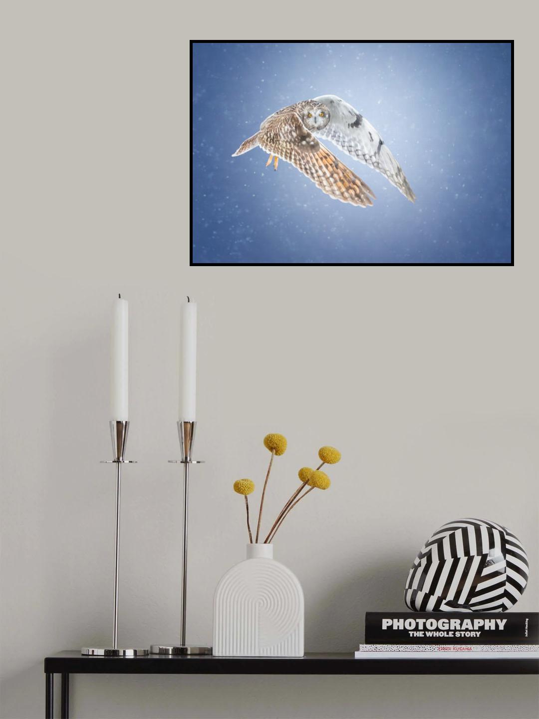 Short-eared Owl Poster och Canvastavla