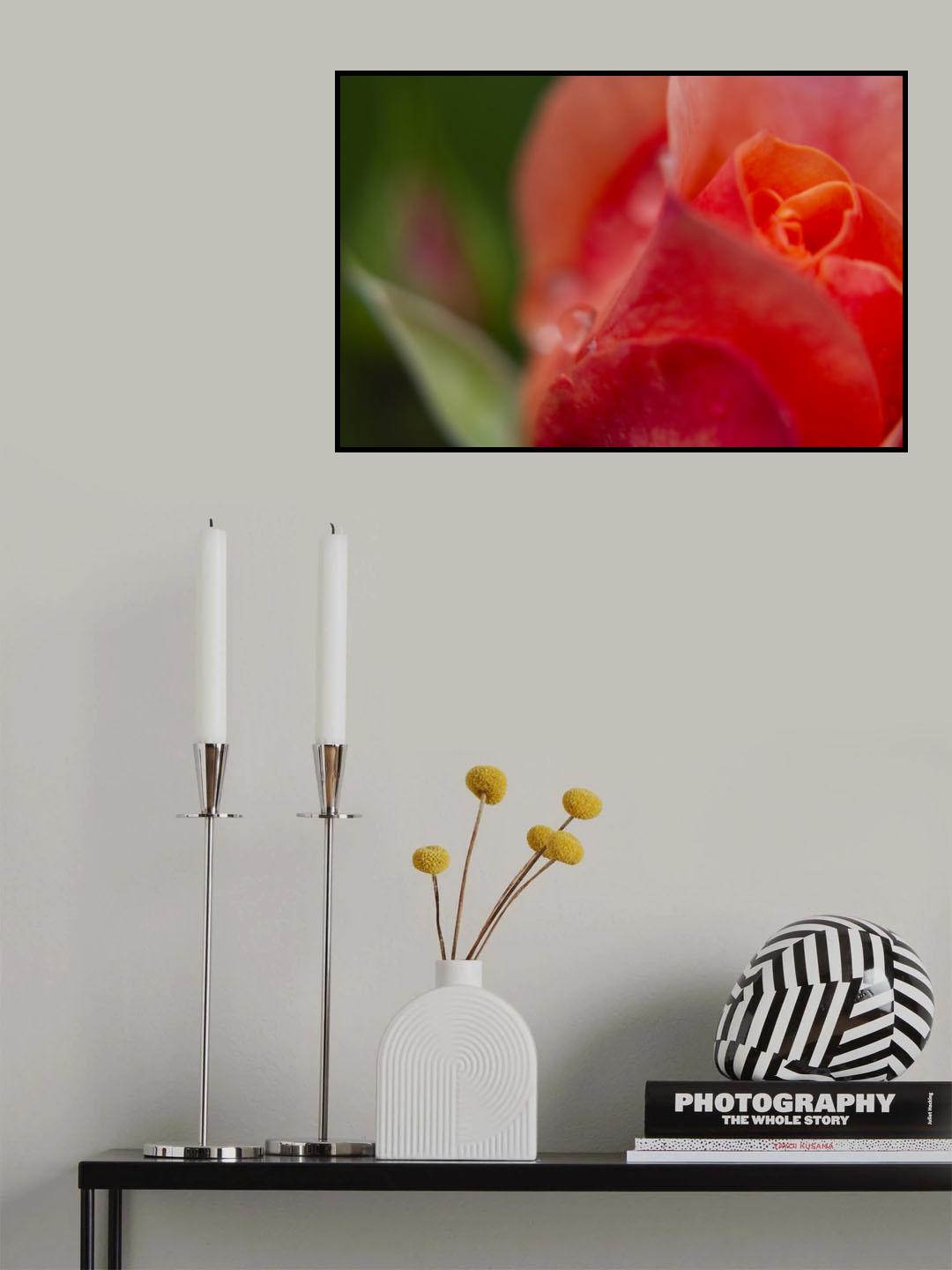 rose and water drops Poster och Canvastavla