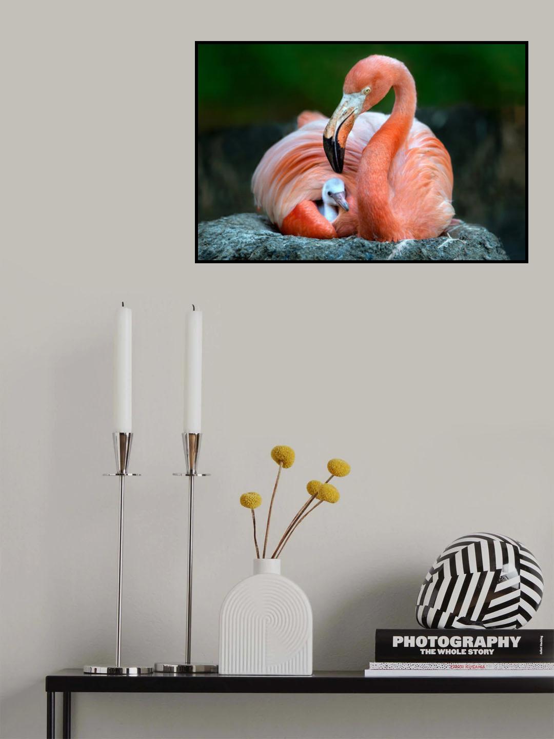 Mom flamingo with chick Poster och Canvastavla