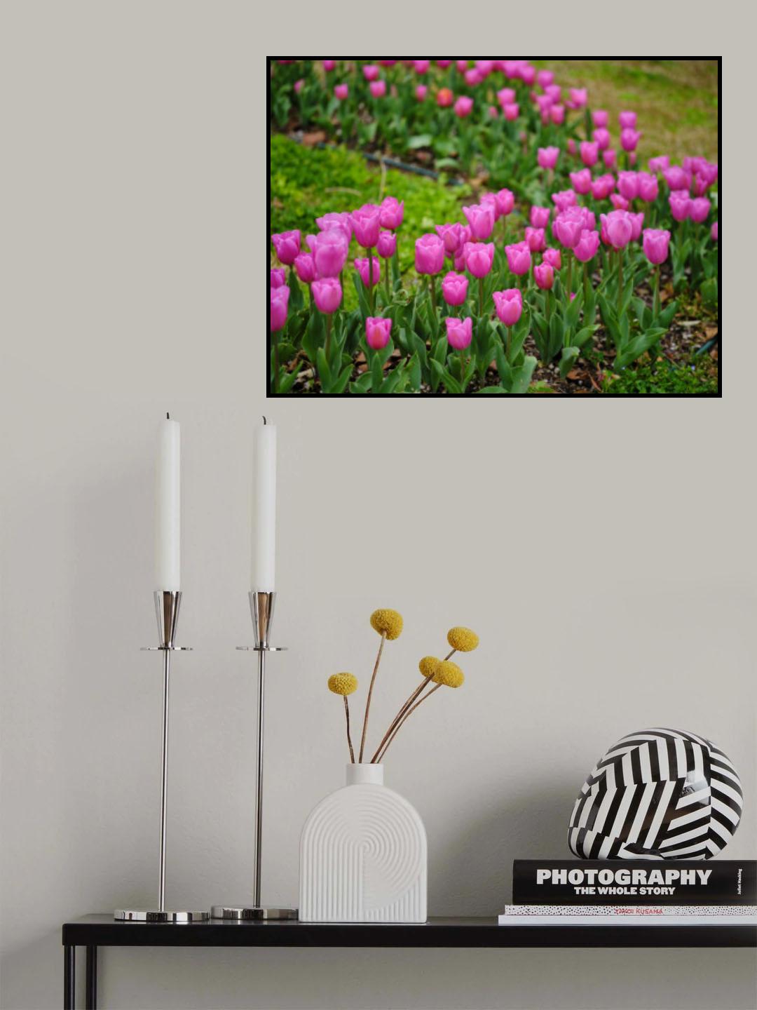 Pink Tulips Poster och Canvastavla