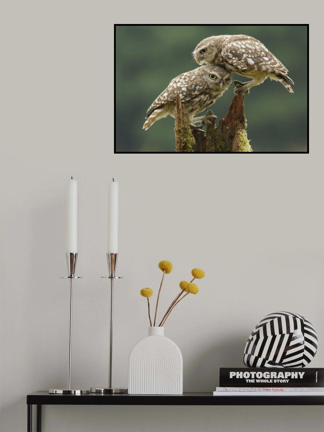 Comforting Little Owls Poster och Canvastavla