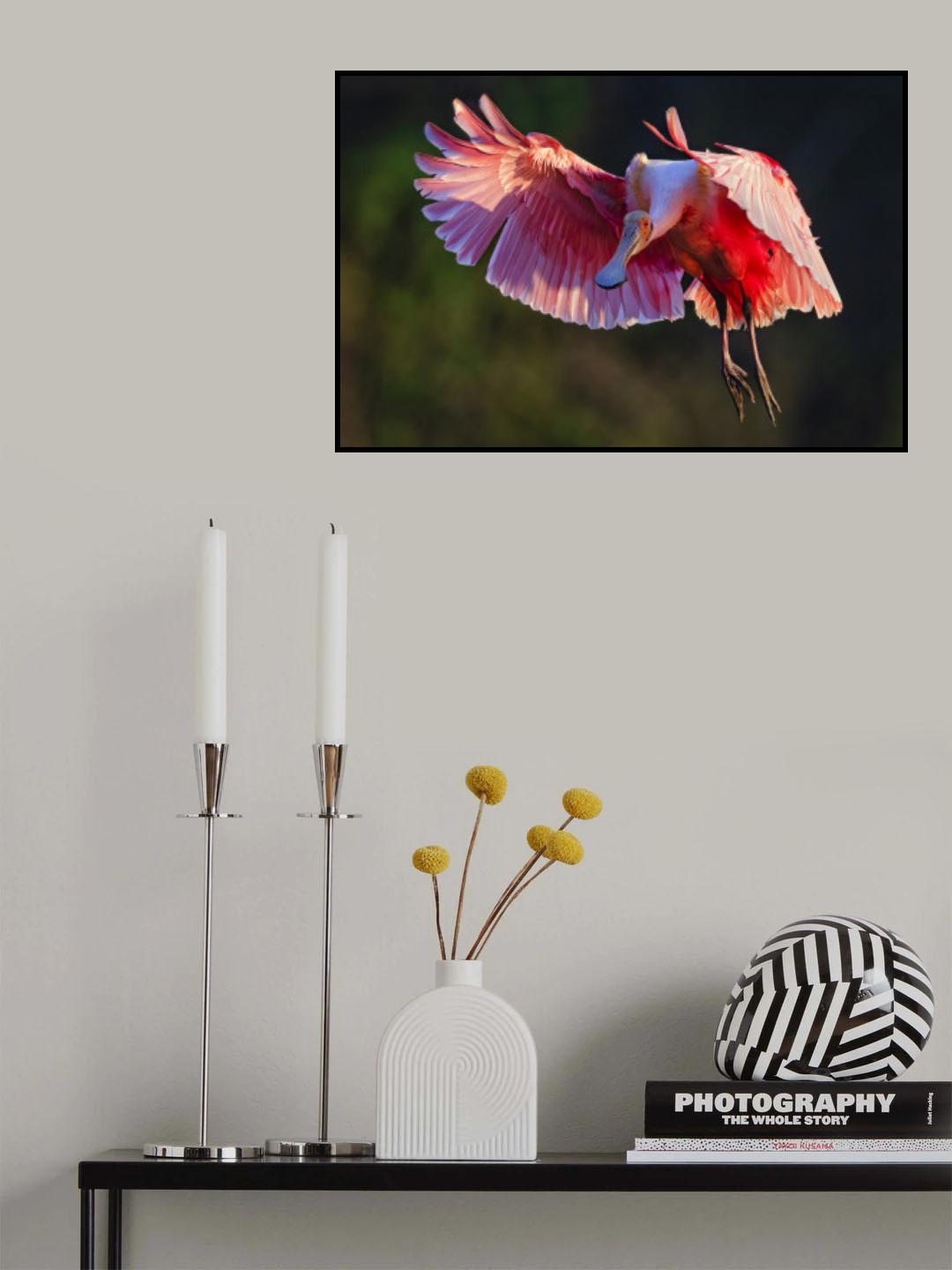 Roseate Spoonbill Poster och Canvastavla