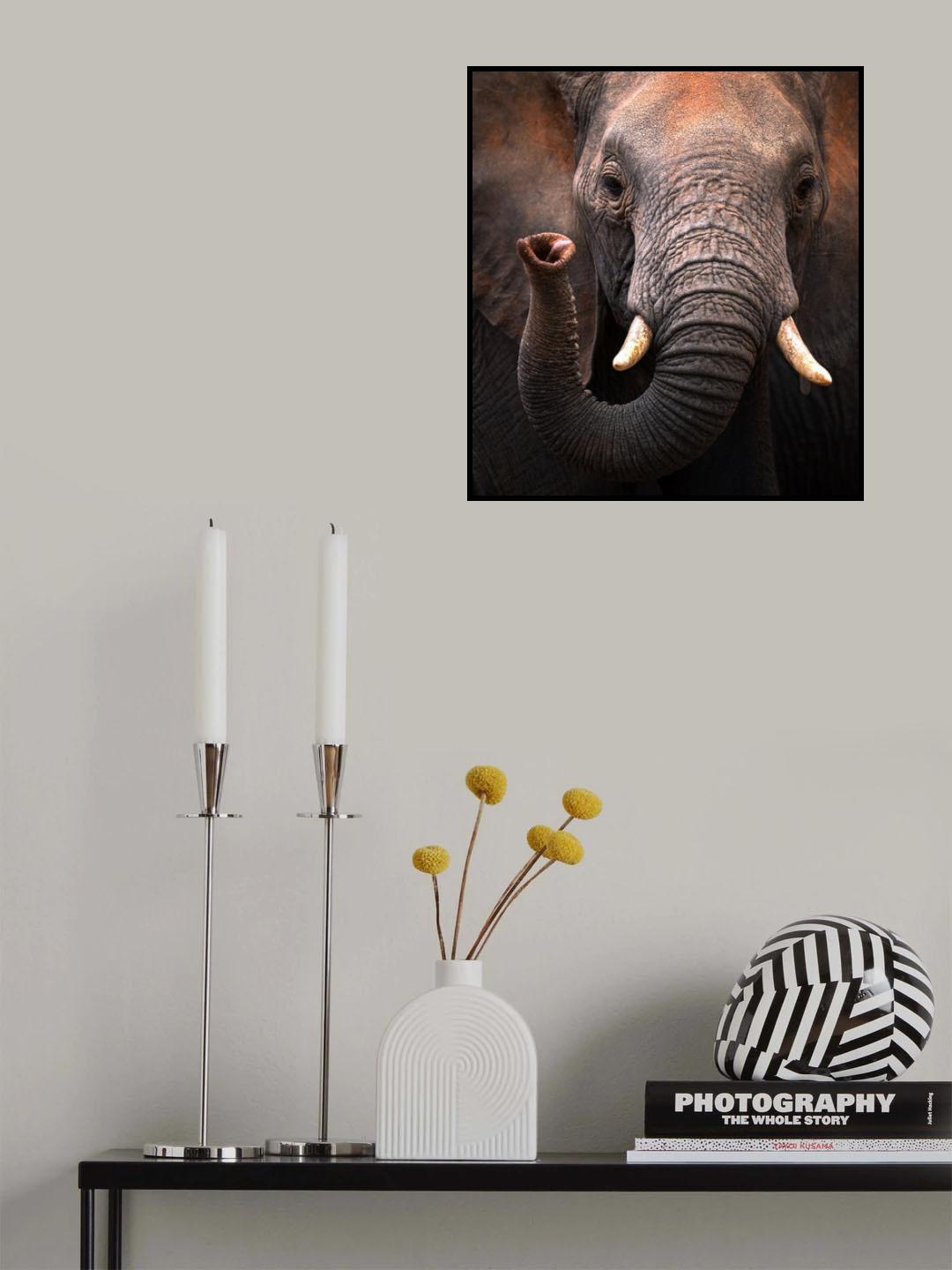 Elephant Poster och Canvastavla